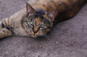 IMGP9164