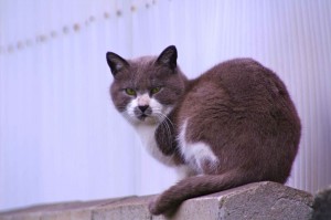 IMGP5956