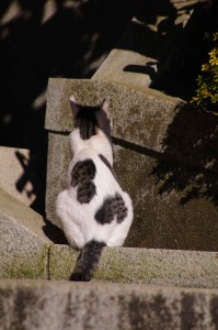 IMGP0109