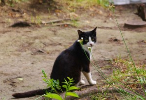 IMGP1586