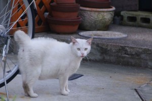 IMGP8591