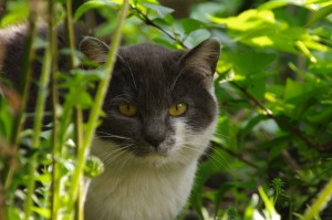 IMGP0520