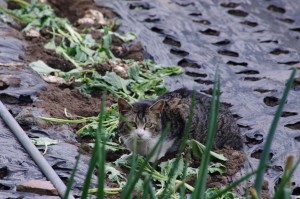 IMGP0803