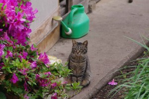 IMGP0825
