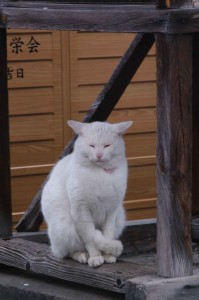 IMGP8060