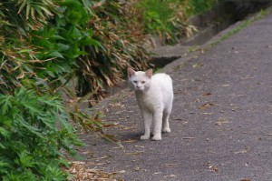 IMGP0926
