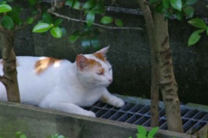 IMGP1159