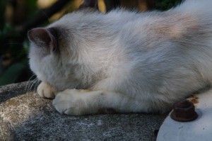IMGP1263