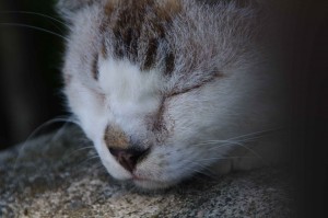 IMGP1285