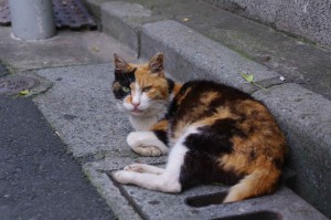 IMGP1329