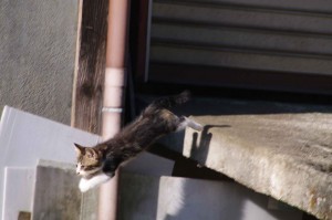 IMGP1436