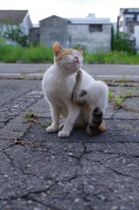 IMGP7246