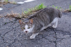 IMGP7257