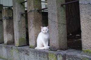 IMGP7316
