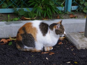 IMGP7049