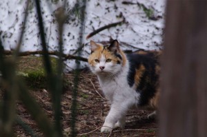 IMGP8265