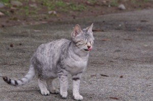 IMGP8354