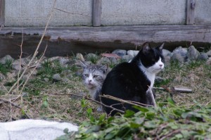 IMGP8440
