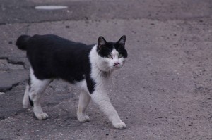 IMGP8491