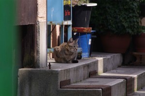 IMGP8495