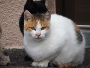 PB090028