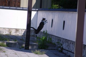 IMGP9581