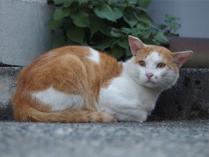 P7260111