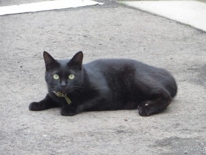 IMG_0994