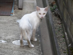 IMG_1234