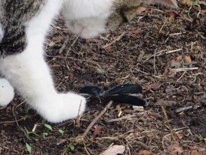IMG_1281