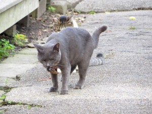 IMG_2298