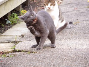 IMG_2304