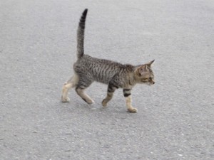 IMG_2339
