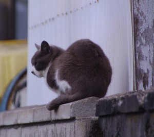 IMGP5951