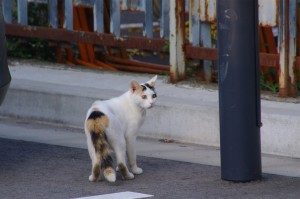 IMGP8991