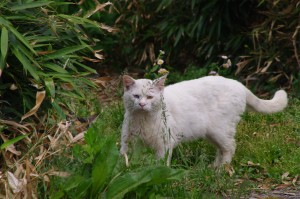 IMGP0934