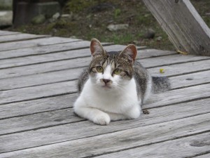 IMG_1432