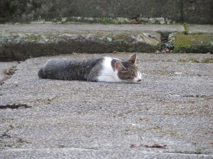 IMG_1202