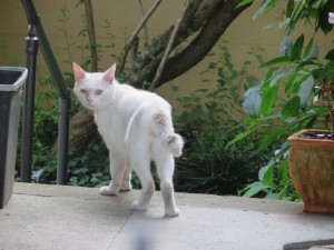 IMG_1254