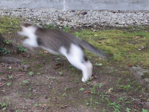 IMG_1357