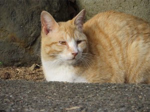 IMG_4538