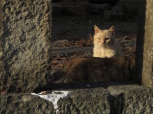 IMG_4555