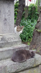 IMGP7933