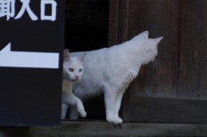 IMGP0638