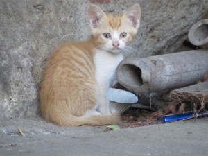 IMG_7083