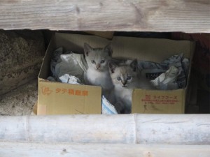 IMG_7111