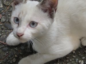 IMG_0386