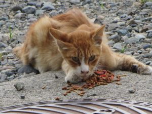 IMG_0400