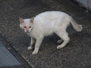 IMG_0552
