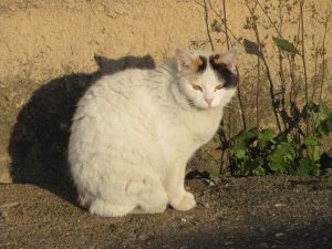 IMG_6206